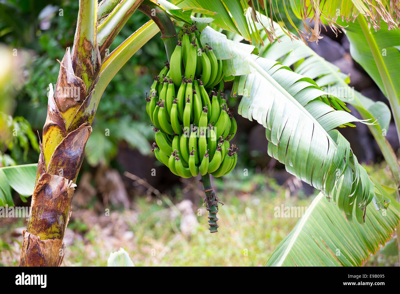 Bananas en arbol fotografías e imágenes de alta resolución - Alamy