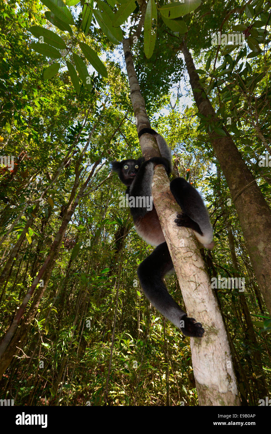 Indri (indri Indri), Parque Nacional Analamazaotra, Madagascar Foto de stock