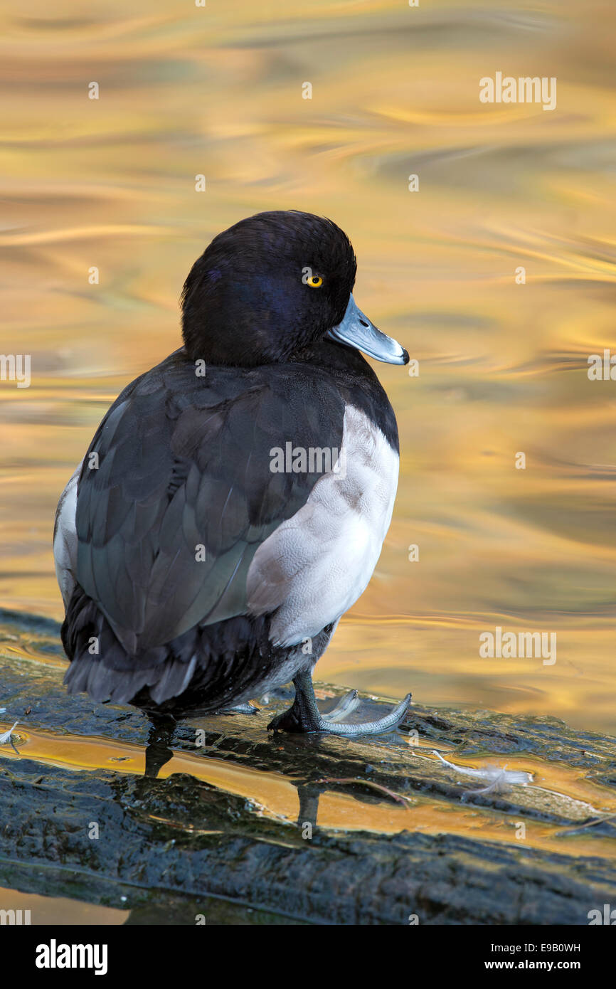 Tufted Duck (Aythya fuligula), drake, recinto al aire libre, el Parque Nacional del Bosque Bávaro, Baviera, Alemania Foto de stock