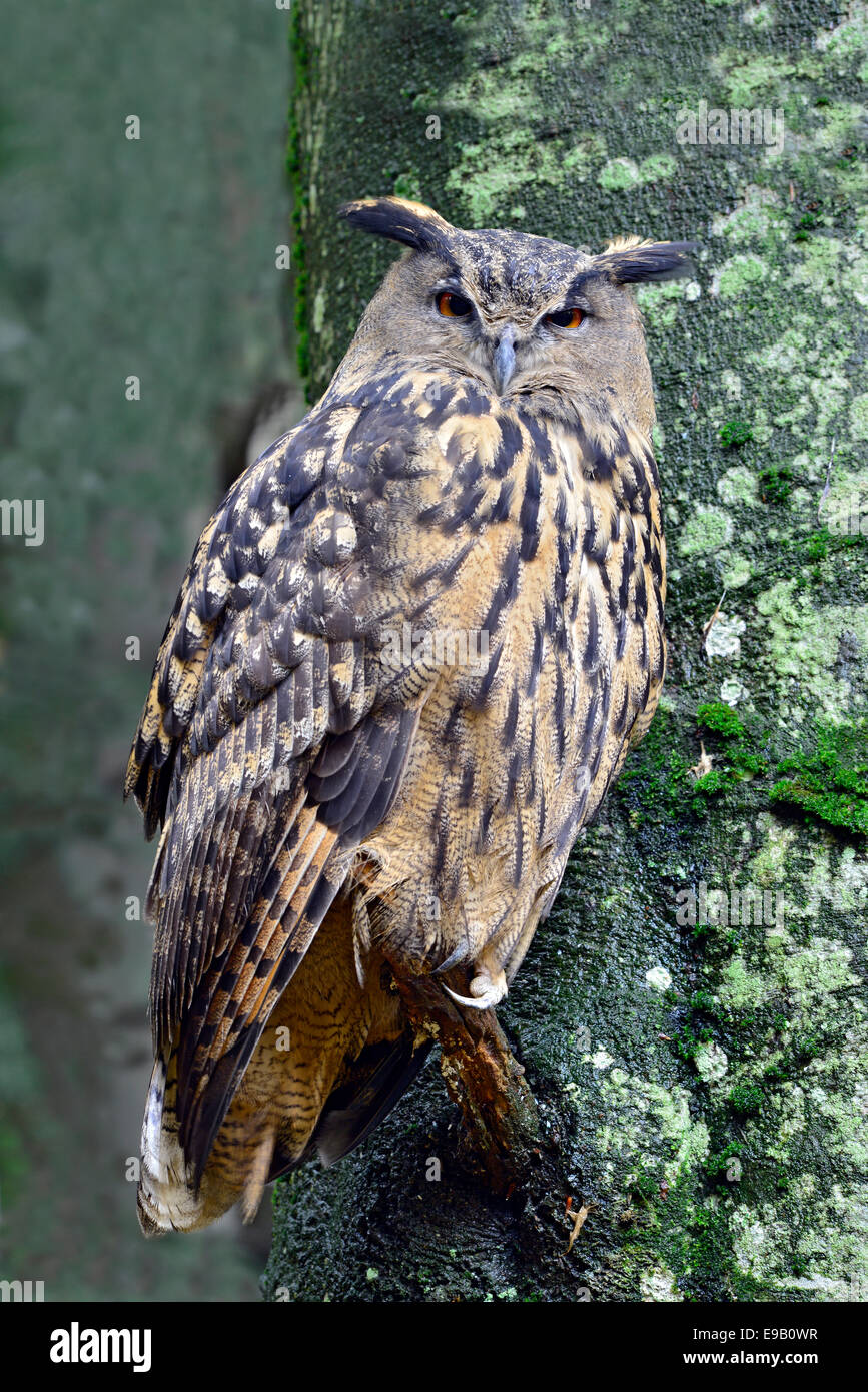 El Águila búho euroasiático (Bubo bubo), recinto al aire libre, el Parque Nacional del Bosque Bávaro, Baviera, Alemania Foto de stock