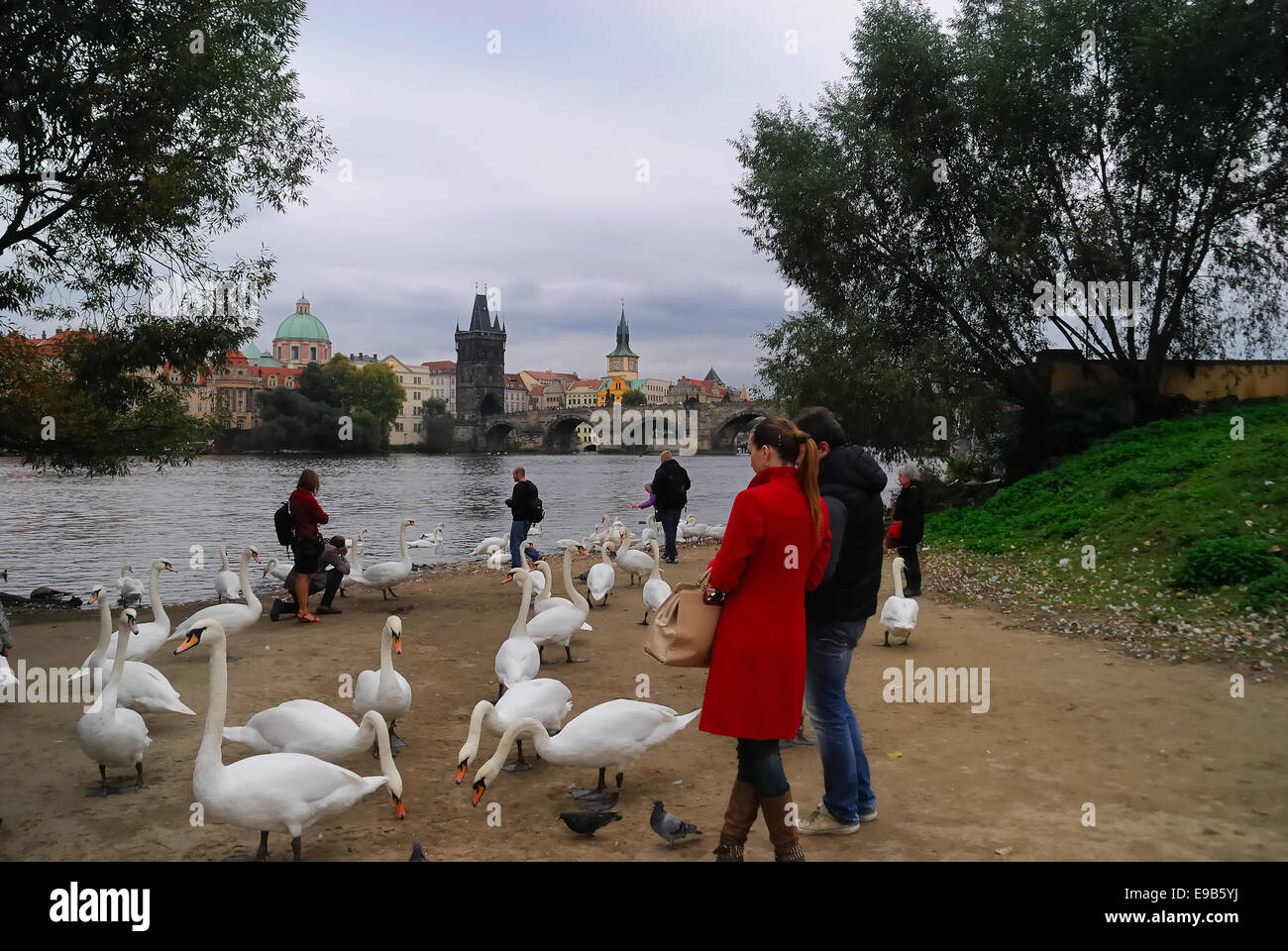 Praga, una pareja observa cisnes en las orillas del río Vltava. En el fondo, el Puente de Carlos (Karluv Most). Foto de stock