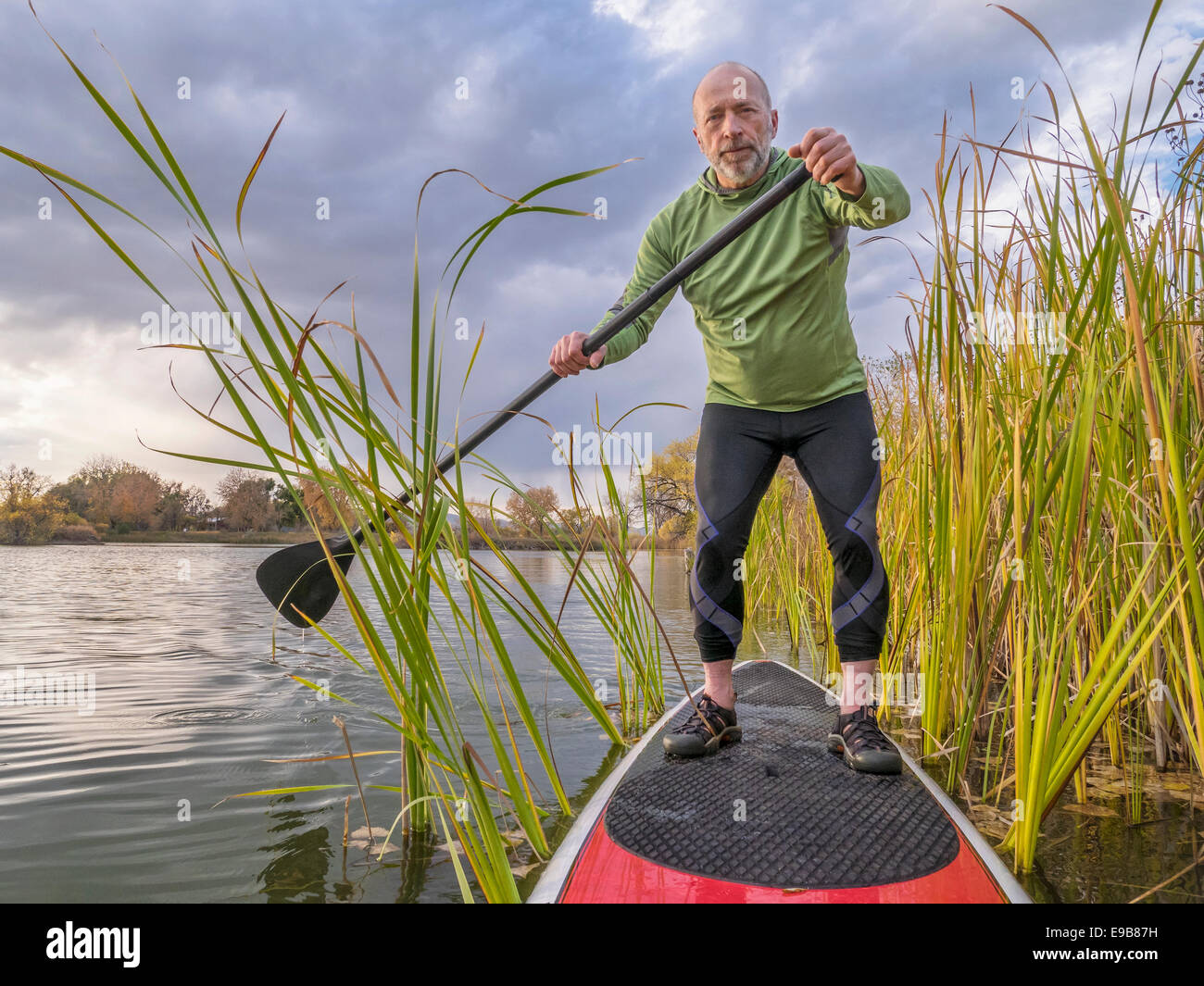 Altos paddler disfrutando de stand up remando en el lago entre tifa Foto de stock