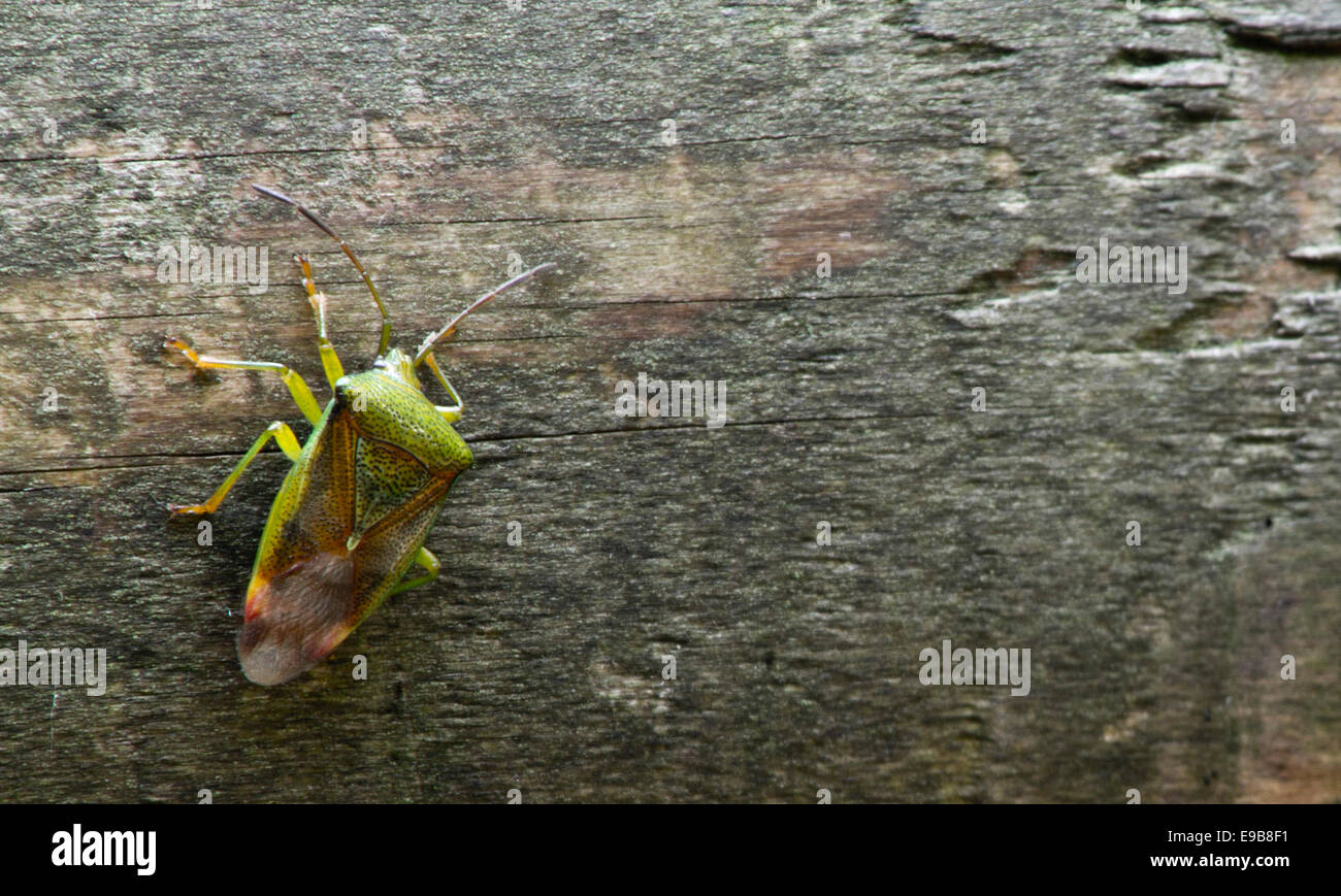 Escudo bug sobre un registro en Tollymore park en Newcastle, Condado de Down. Foto de stock
