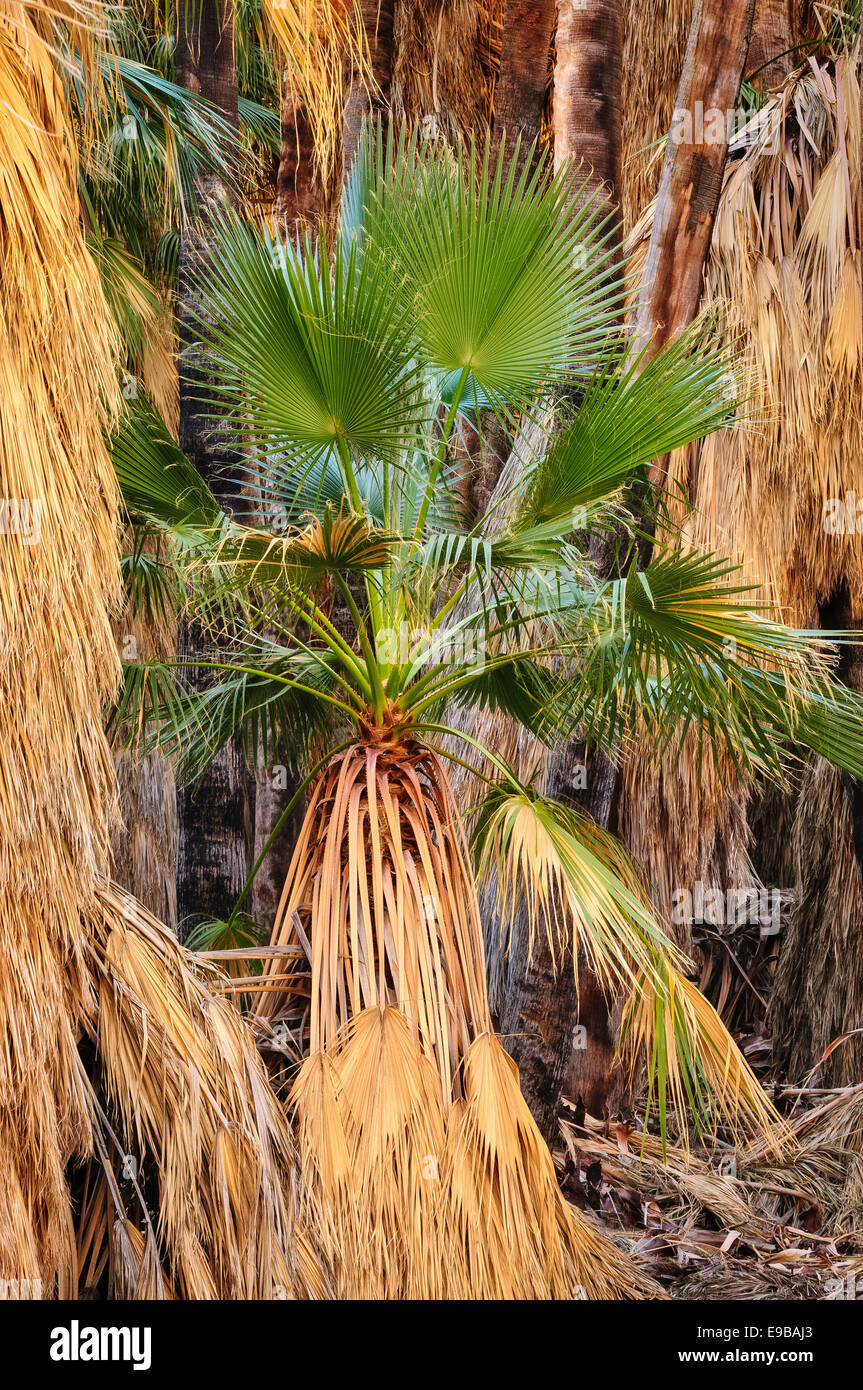Ventilador de California palmeras en preservar el Valle Coachella, California. Foto de stock