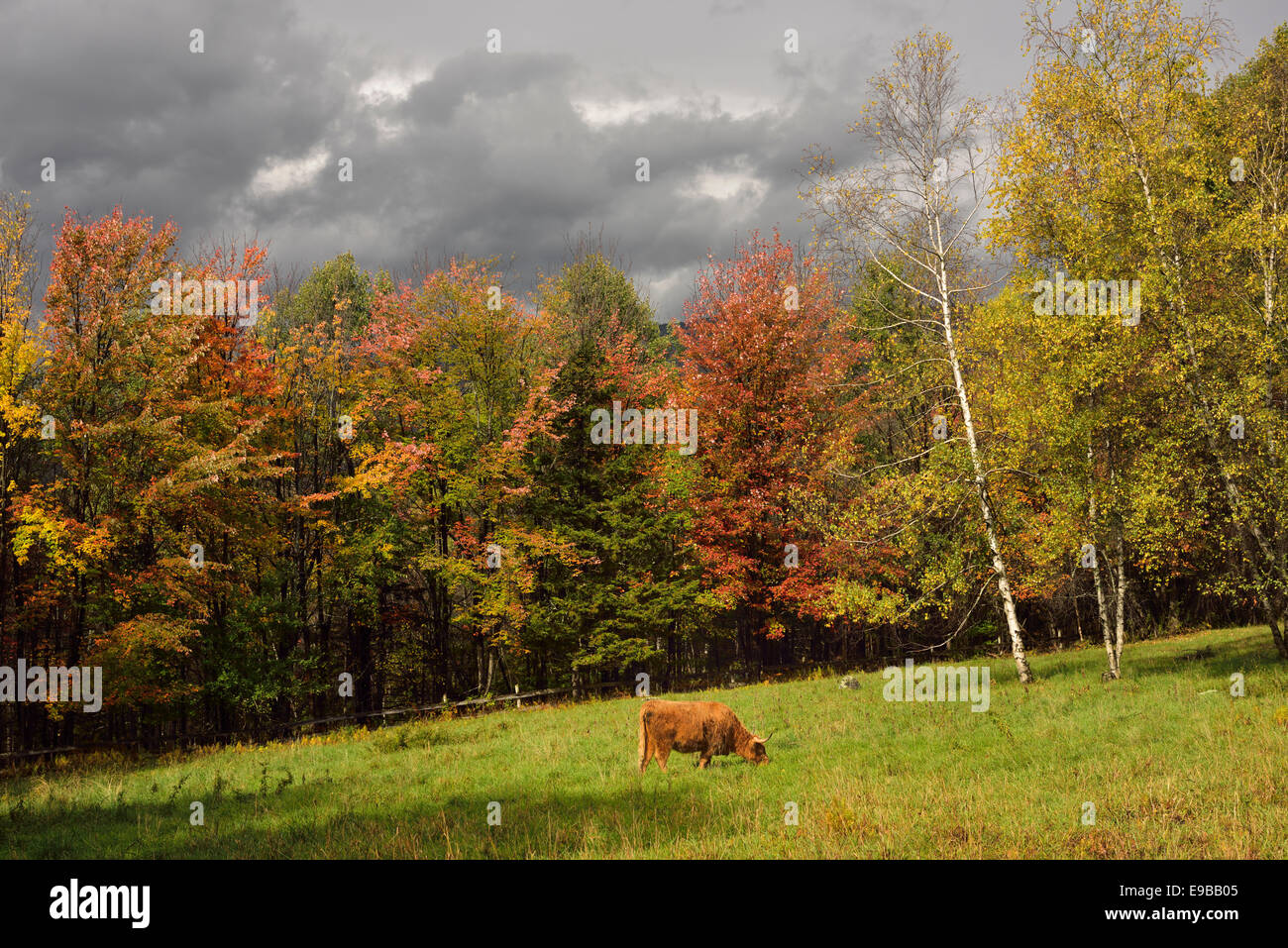 Highland el pastoreo del ganado en pastizales rodeados por colores de otoño trapp hill road Stowe, Vermont, EE.UU. Foto de stock
