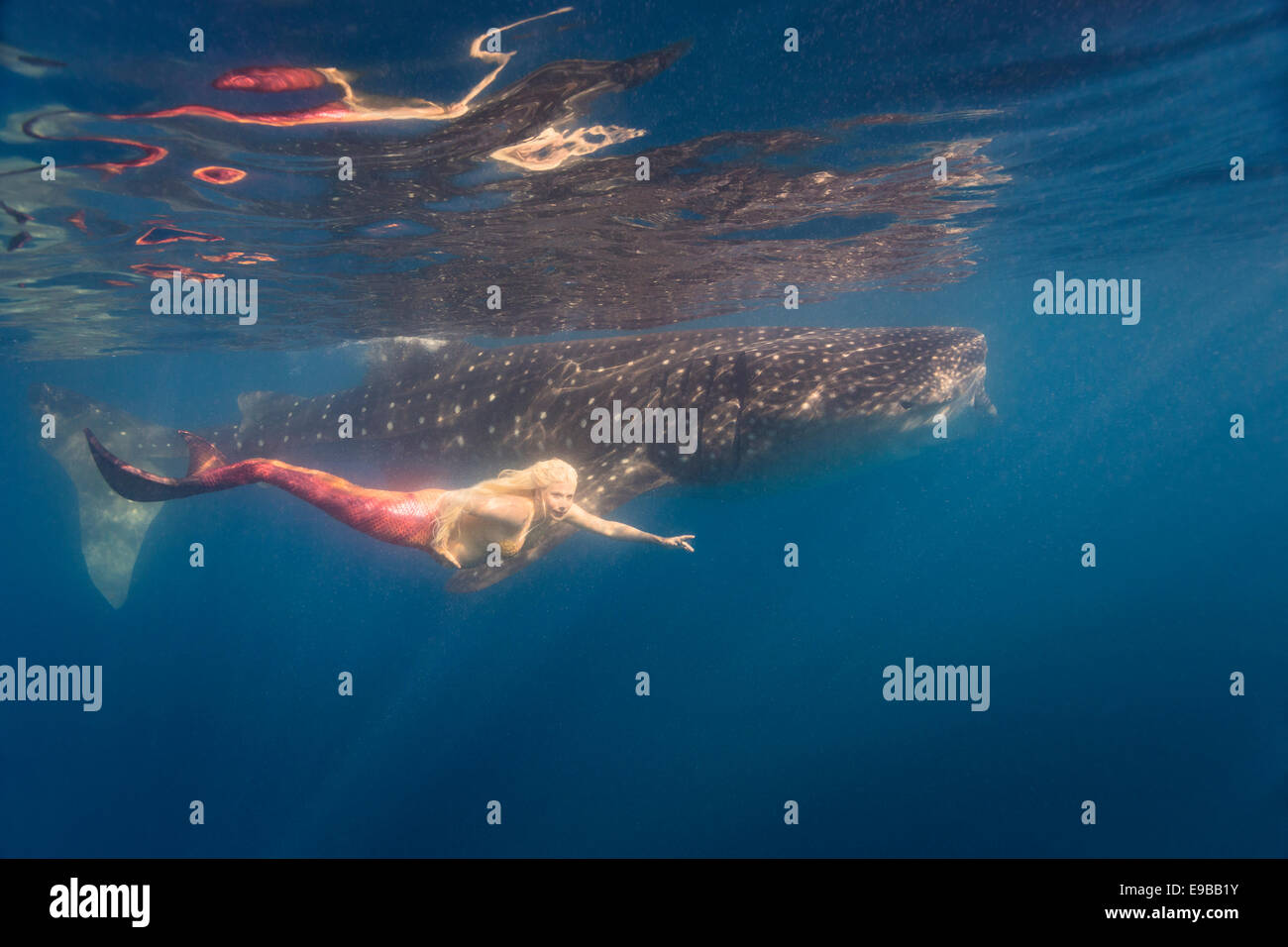 Mermaid embarazadas nadar con un tiburón ballena en las aguas de Isla Mujeres, México Foto de stock