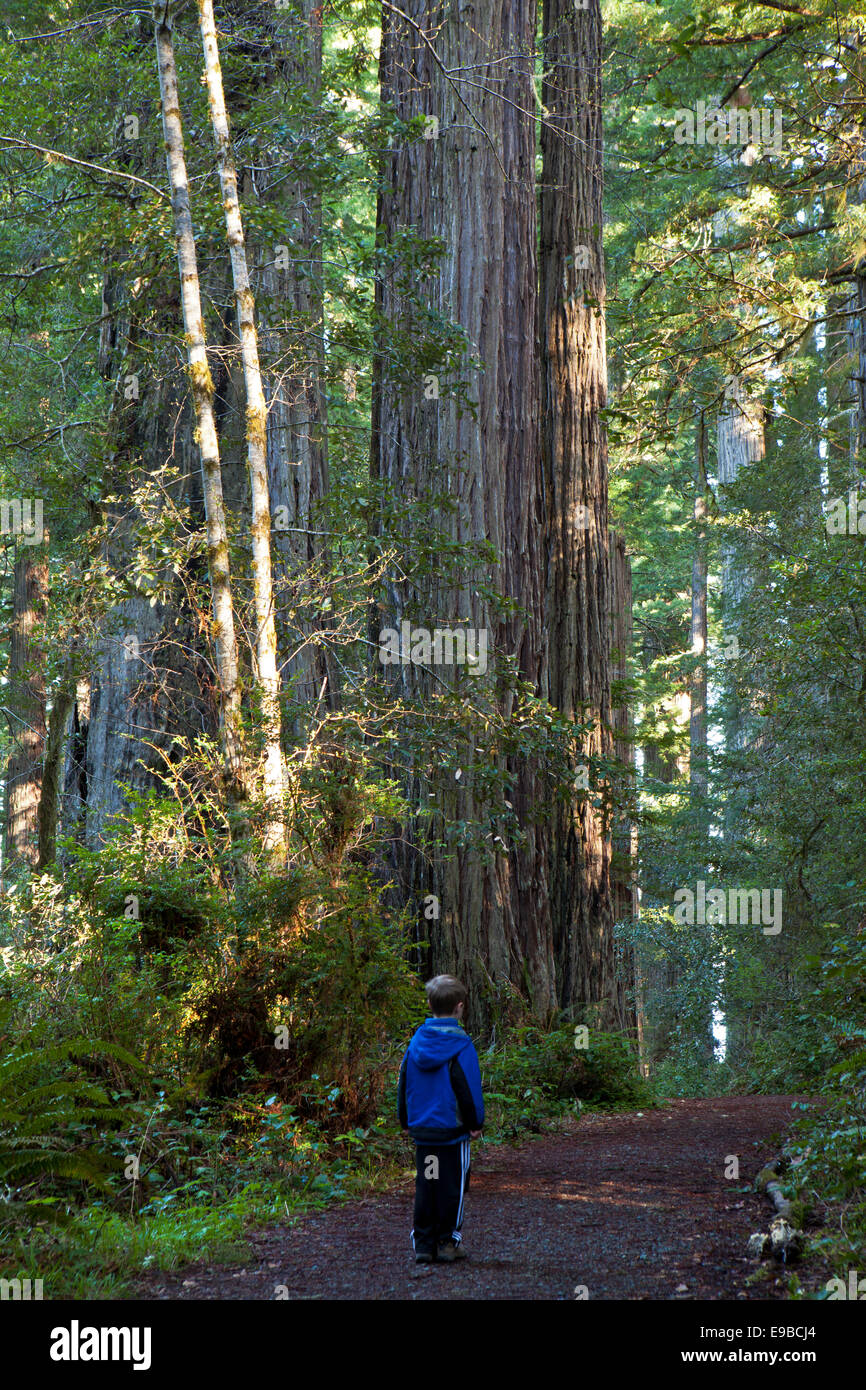 Un joven admira la Redwood árboles a lo largo de Lady Bird Johnson Grove en Prairie Creek State Park, el Parque Nacional Redwood, Californ Foto de stock