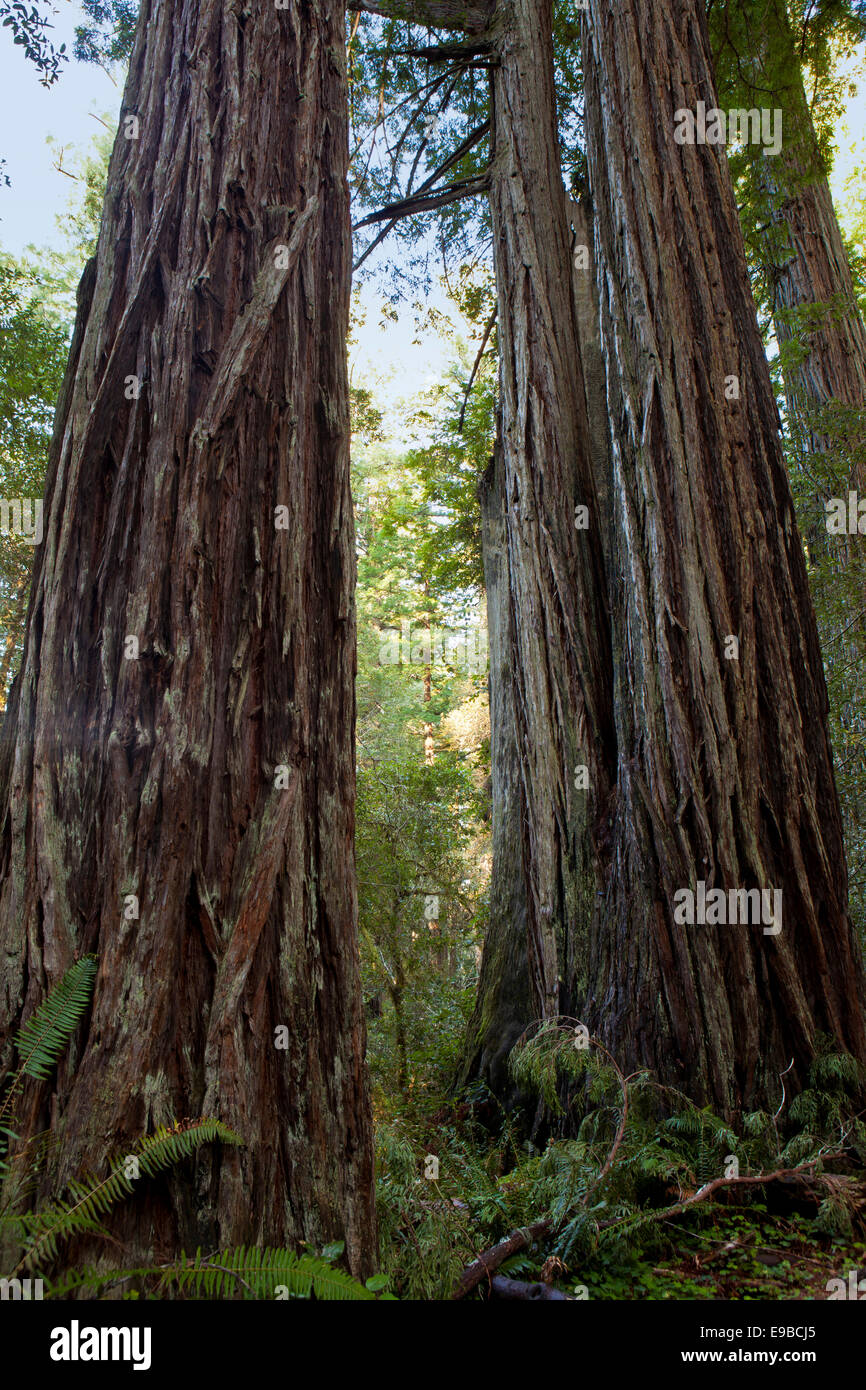 Secoyas en el Lady Bird Johnson Grove, Prairie Creek State Park, el parque nacional de Redwood, California. Foto de stock