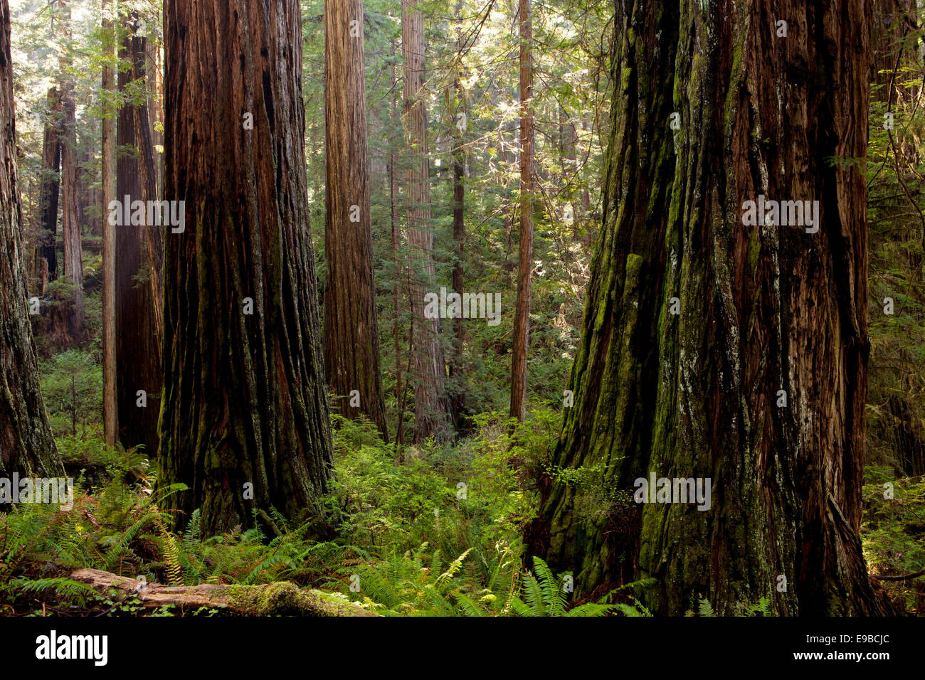Secoyas en Prairie Creek State Park, el parque nacional de Redwood, California. Foto de stock