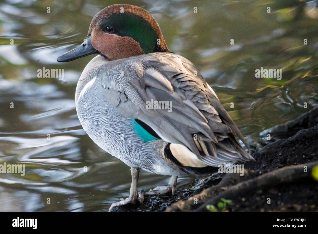 Verde-azulado, con alas de pato macho en el Neary Laguna. Foto de stock