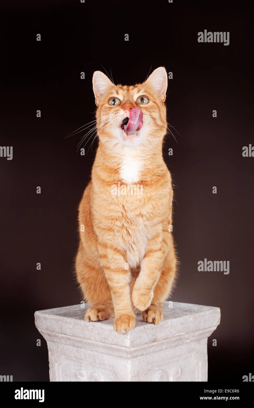 Diez años de jengibre gato sentado en una columna y lamiendo sus labios. Foto de stock