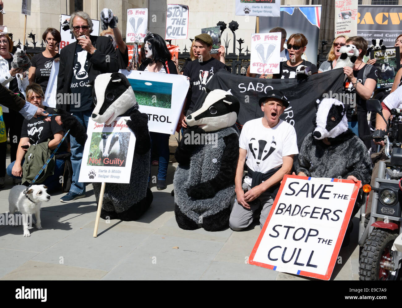 Badger Cull protesta, en Londres, Inglaterra. Foto de stock