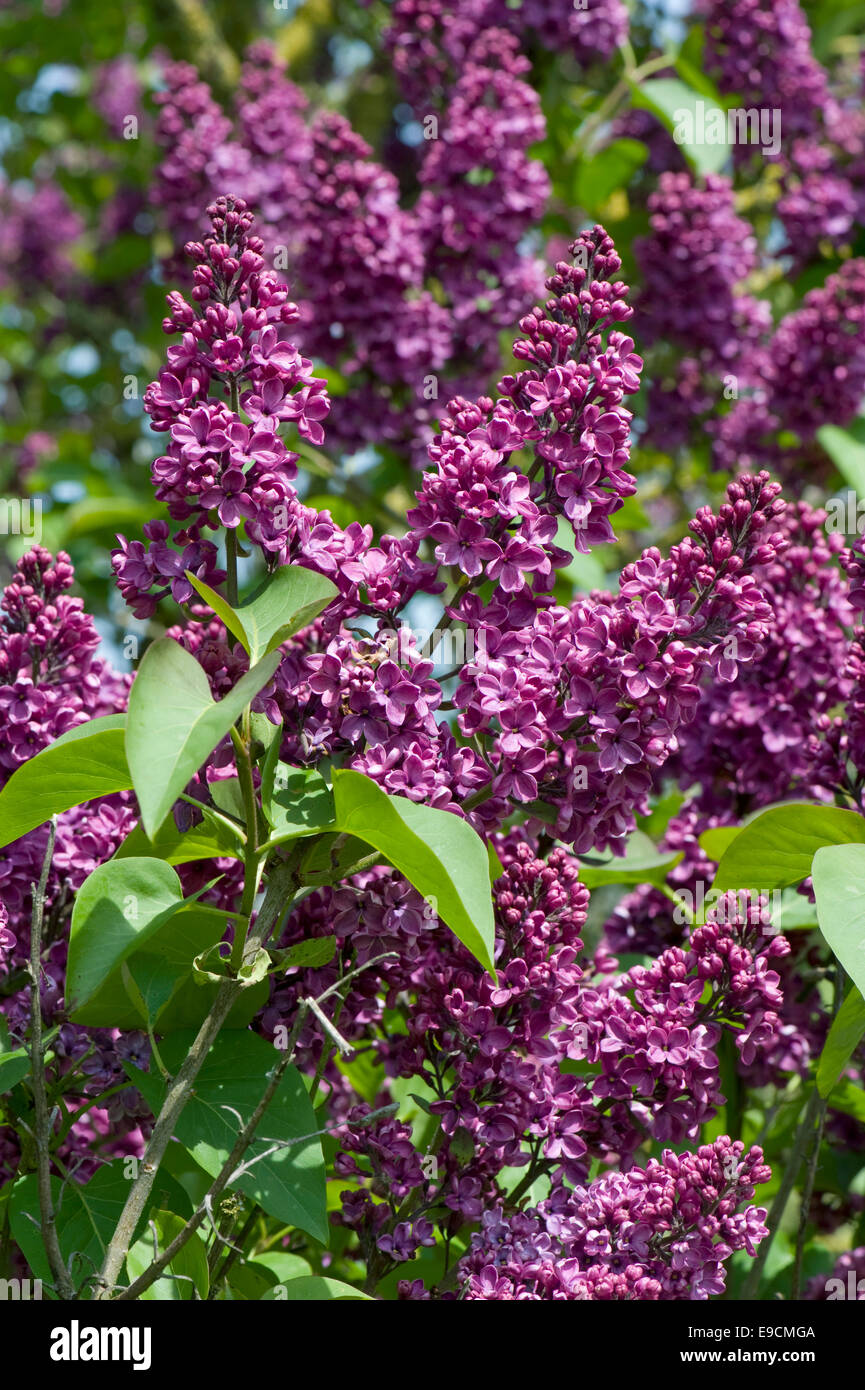 Flores de color lila, lila Syringa vulgaris, árbol en flor en primavera  Fotografía de stock - Alamy