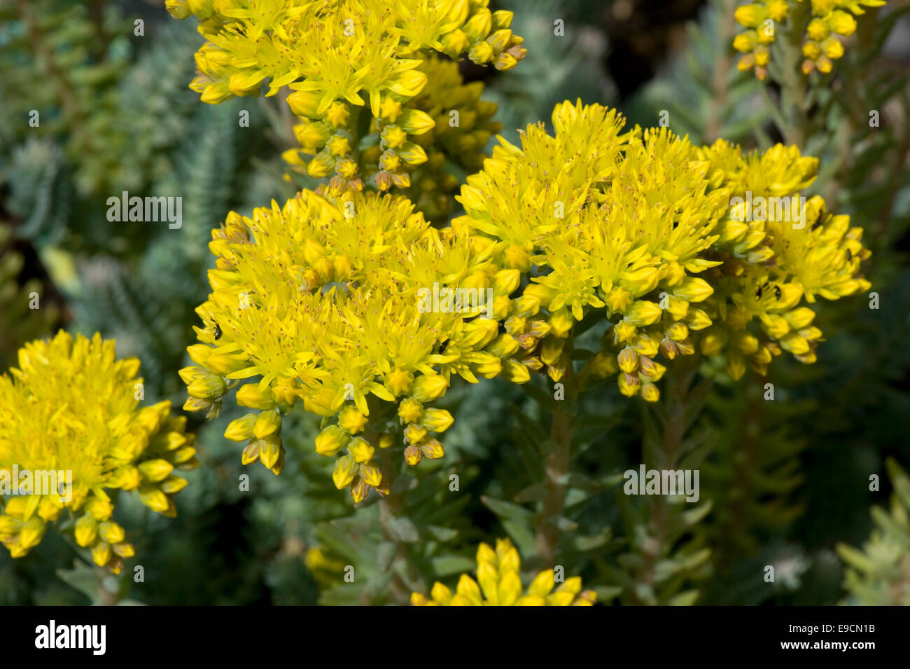 Sedum reflexum 'Blue cojín' una rocalla planta con flores amarillas, Junio Foto de stock