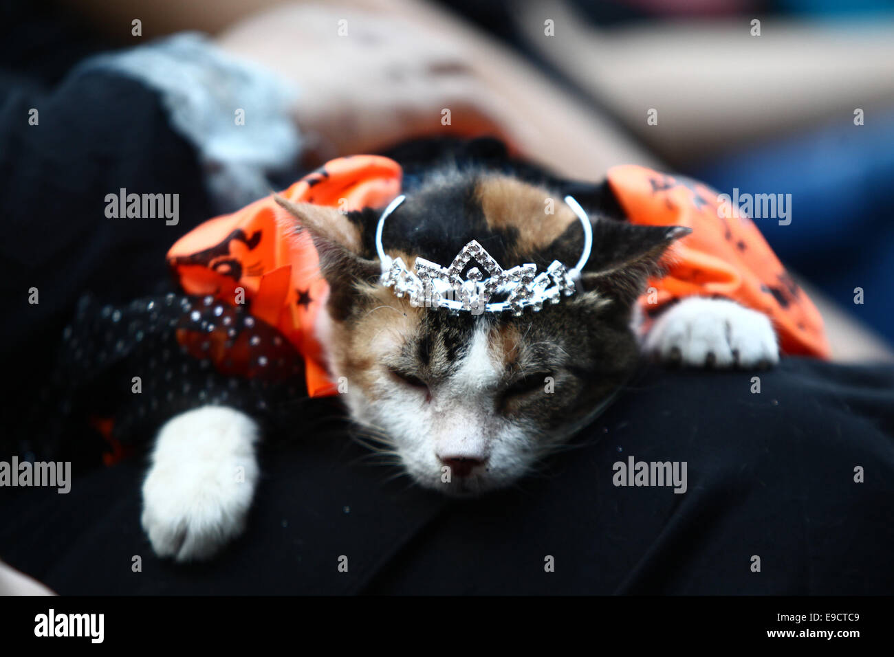Gato con disfraz fotografías e imágenes de alta resolución - Página 7 -  Alamy