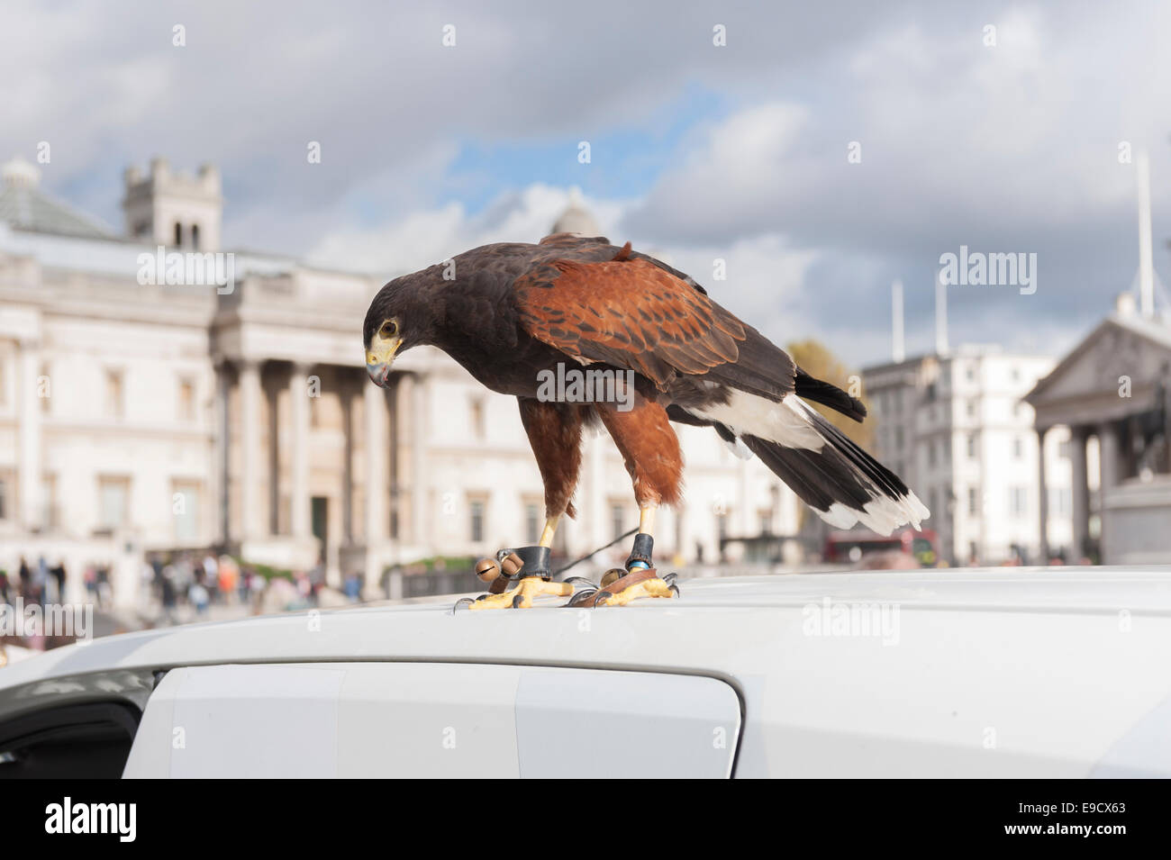 Eagle usados para el control de plagas en Londres,Reino Unido Foto de stock