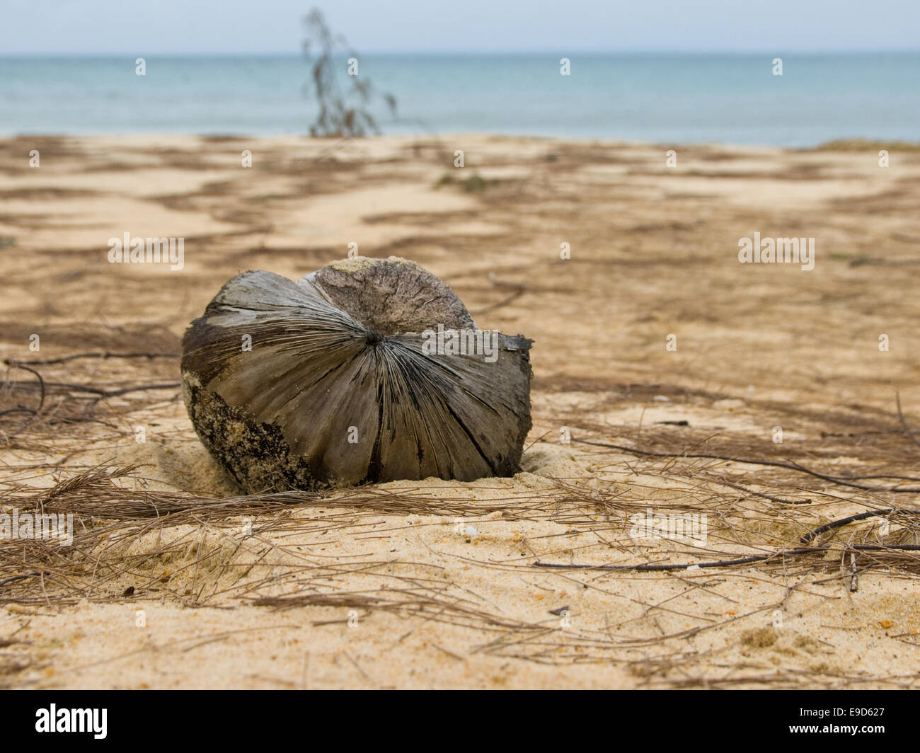 El coco de la isla desierta en Camboya Foto de stock