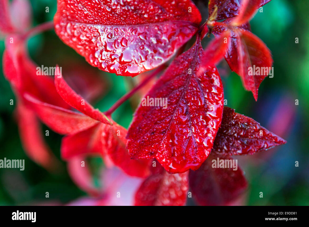 Close-up de hojas rojas, Virginia, Parthenocissus quinquefolia reductor Foto de stock
