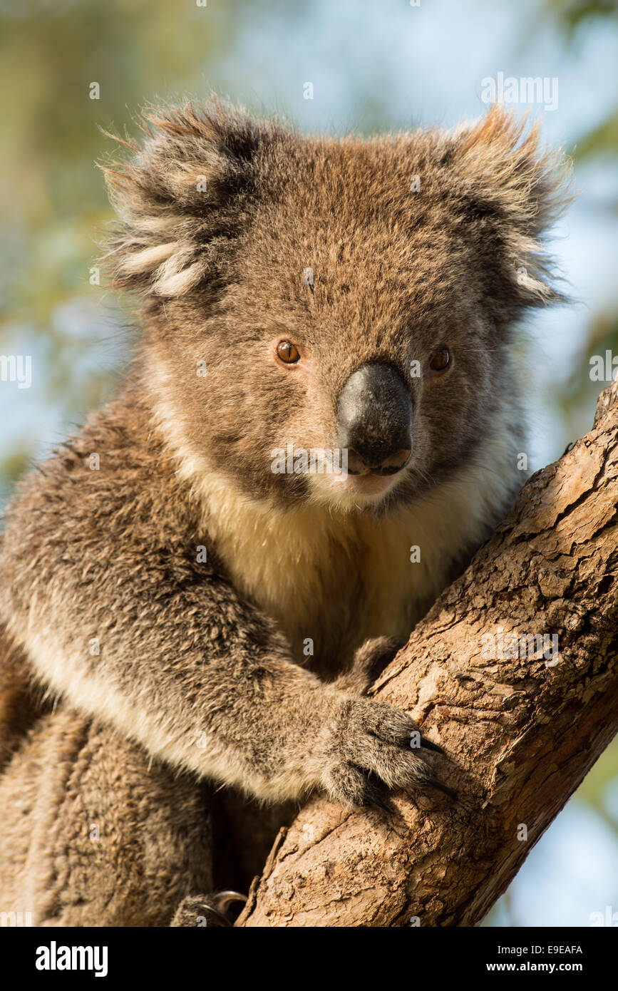 Fotografía de Stock de un koala en una rama Fotografía de stock - Alamy