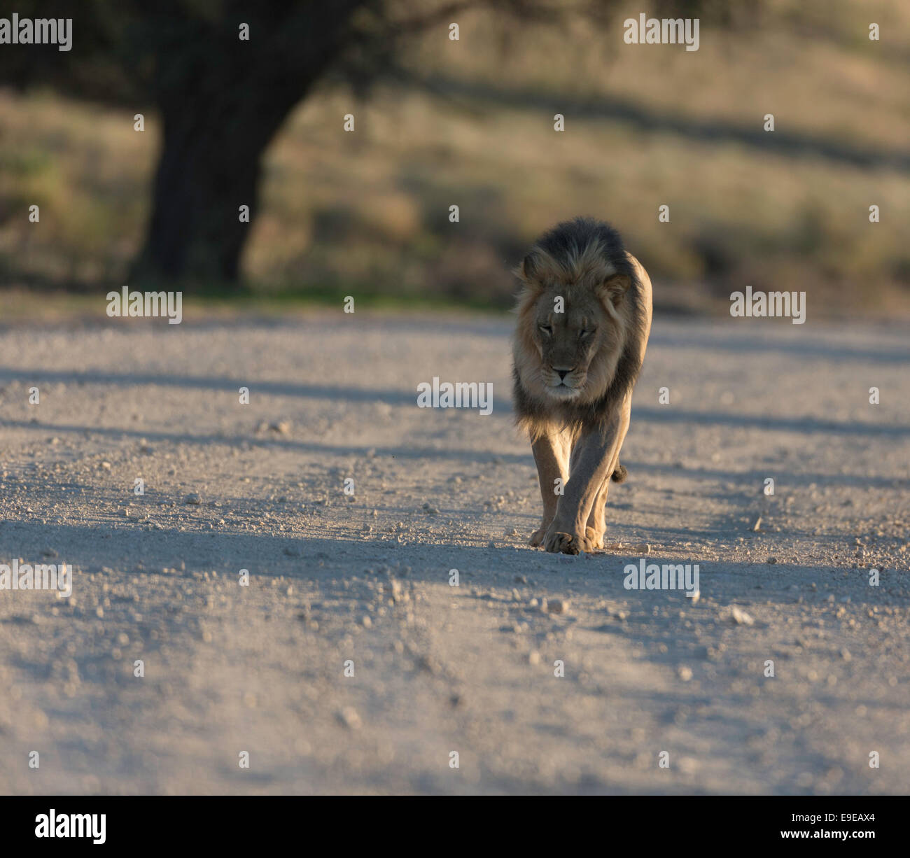 Lion caminando el Parque Transfronterizo Kgalagadi Foto de stock