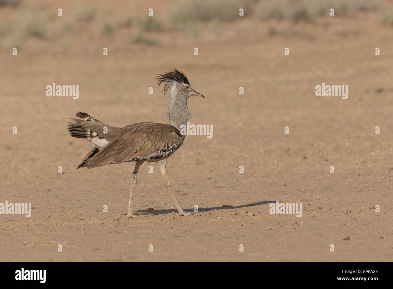 Kori avutarda - el parque transfronterizo Kgalagadi Foto de stock