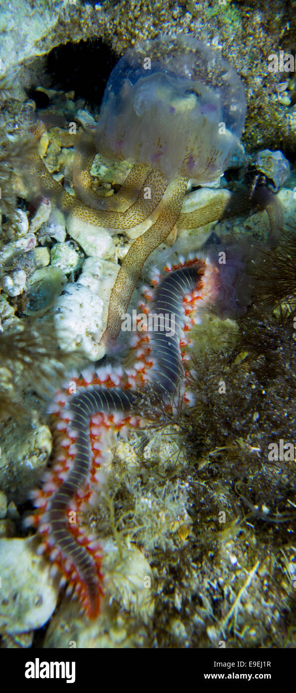 Medusas, Pelagica n., cumple fireworm, también llamado Barbado, Hermodice carunculata Gusano de fuego, en el Mar Mediterráneo, Malta. Foto de stock