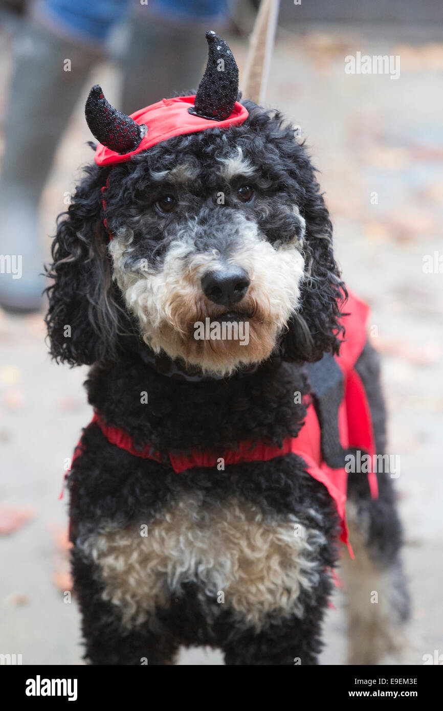 Perros en disfraces de Halloween en el perro a pasear, organizado por la  caridad todos los perros Asunto, Londres Fotografía de stock - Alamy