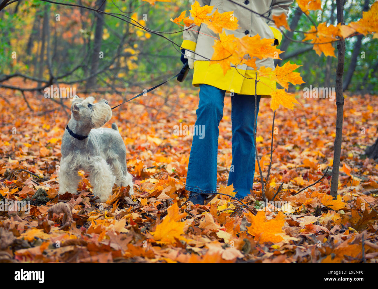 Colores de otoño colores de otoño Mujer paseando a un perro en el parque Foto de stock