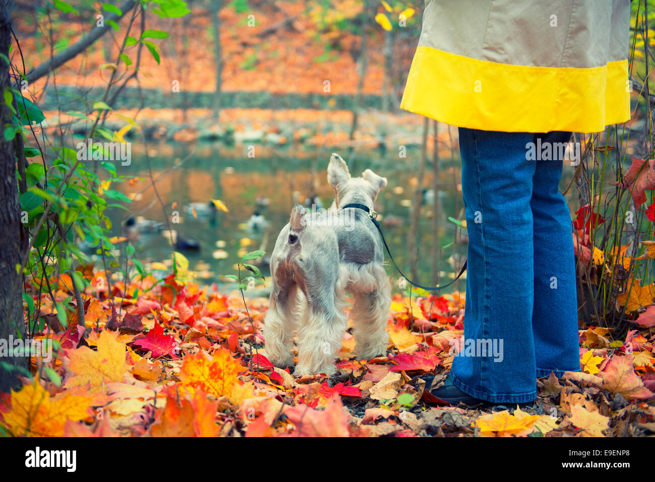 Colores de otoño colores de otoño Mujer paseando a un perro en el parque Foto de stock