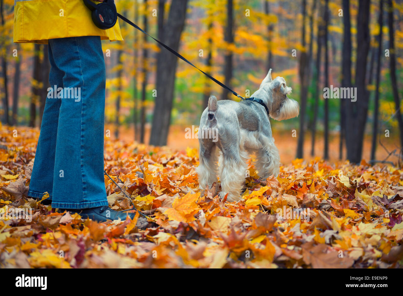 Colores de otoño colores de otoño Mujer paseando a un perro en el parque Foto de stock