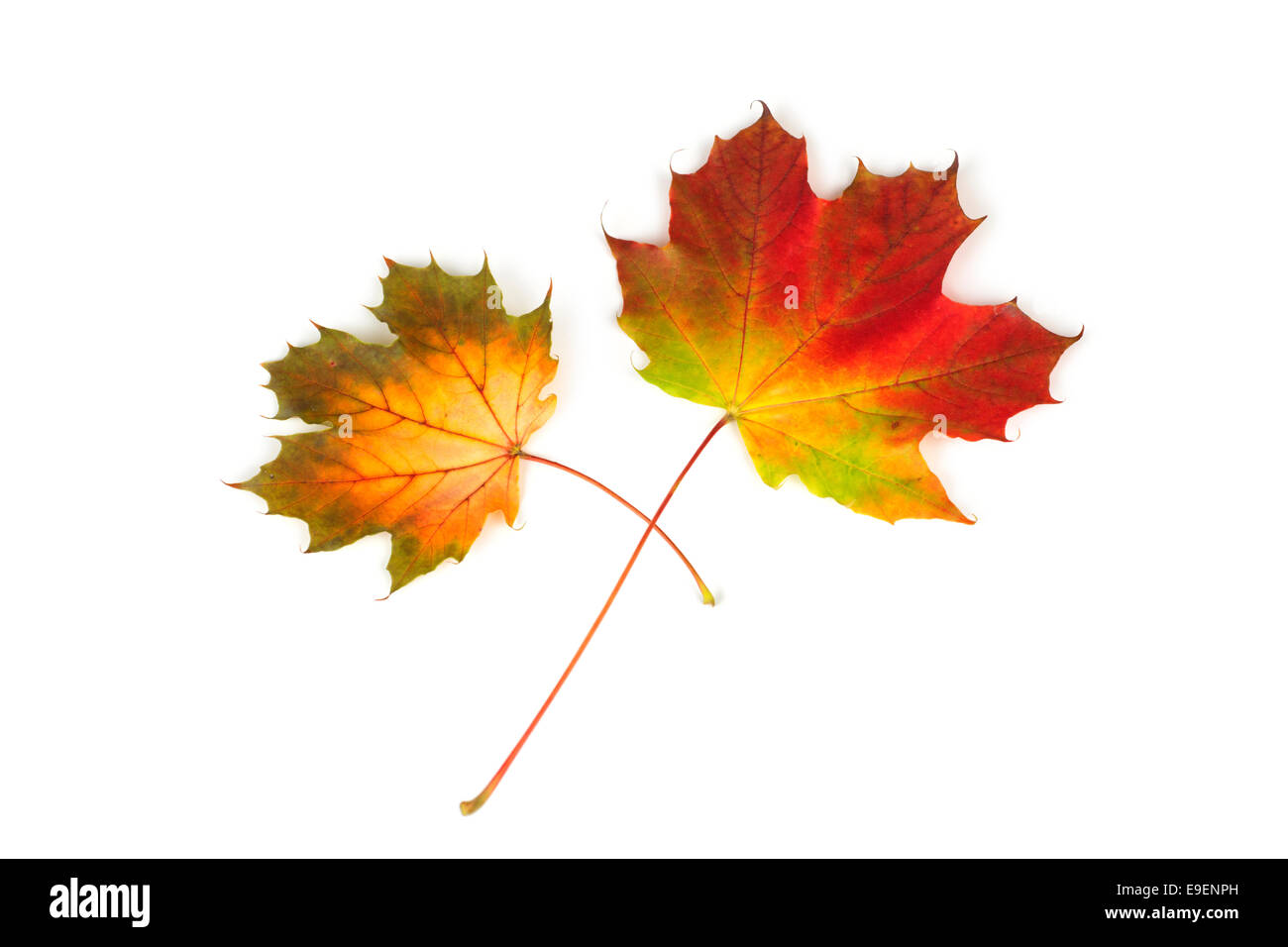 Maple Leaf deja caer los colores de otoño Foto de stock