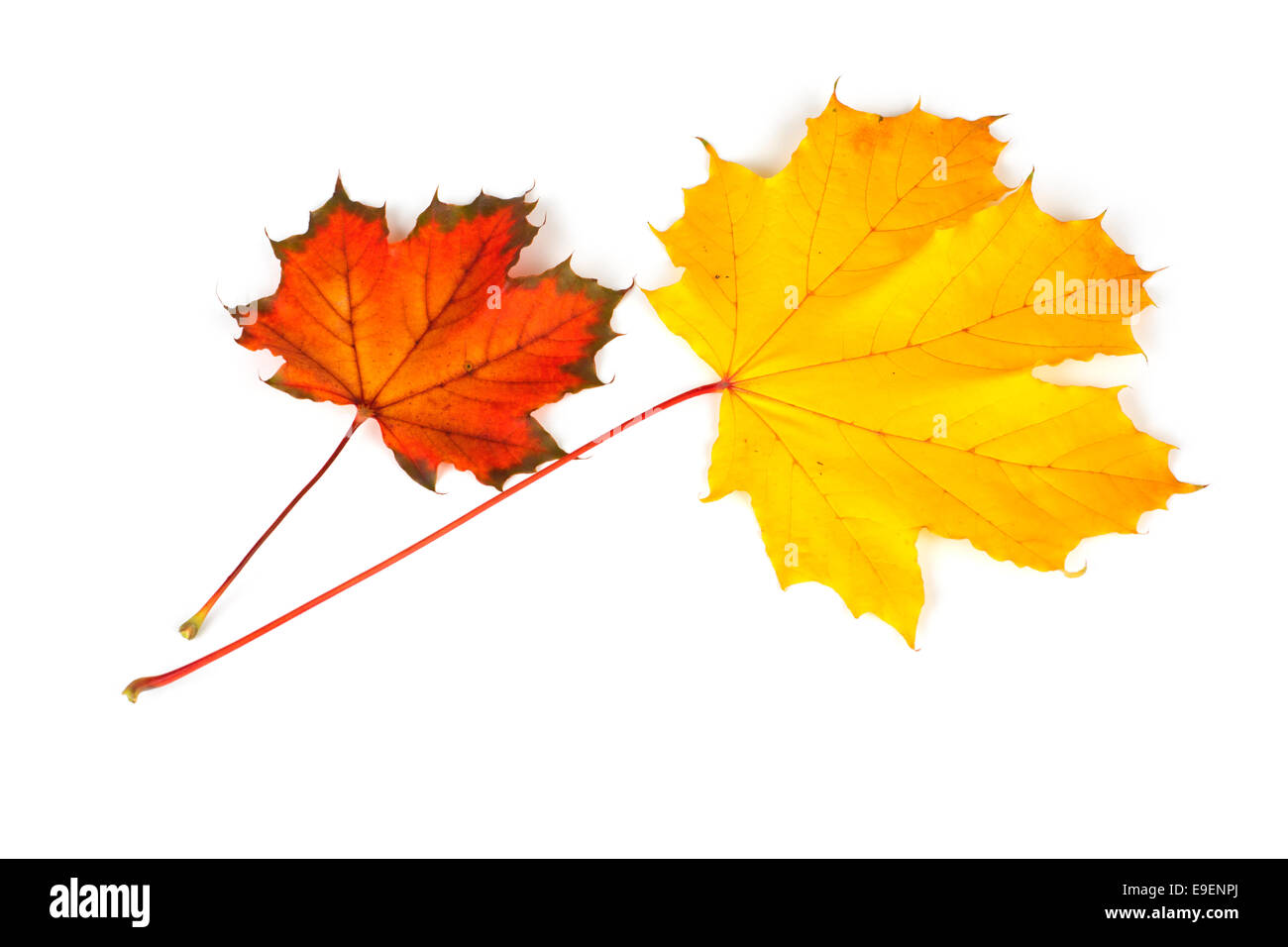 Maple Leaf deja caer los colores de otoño Foto de stock