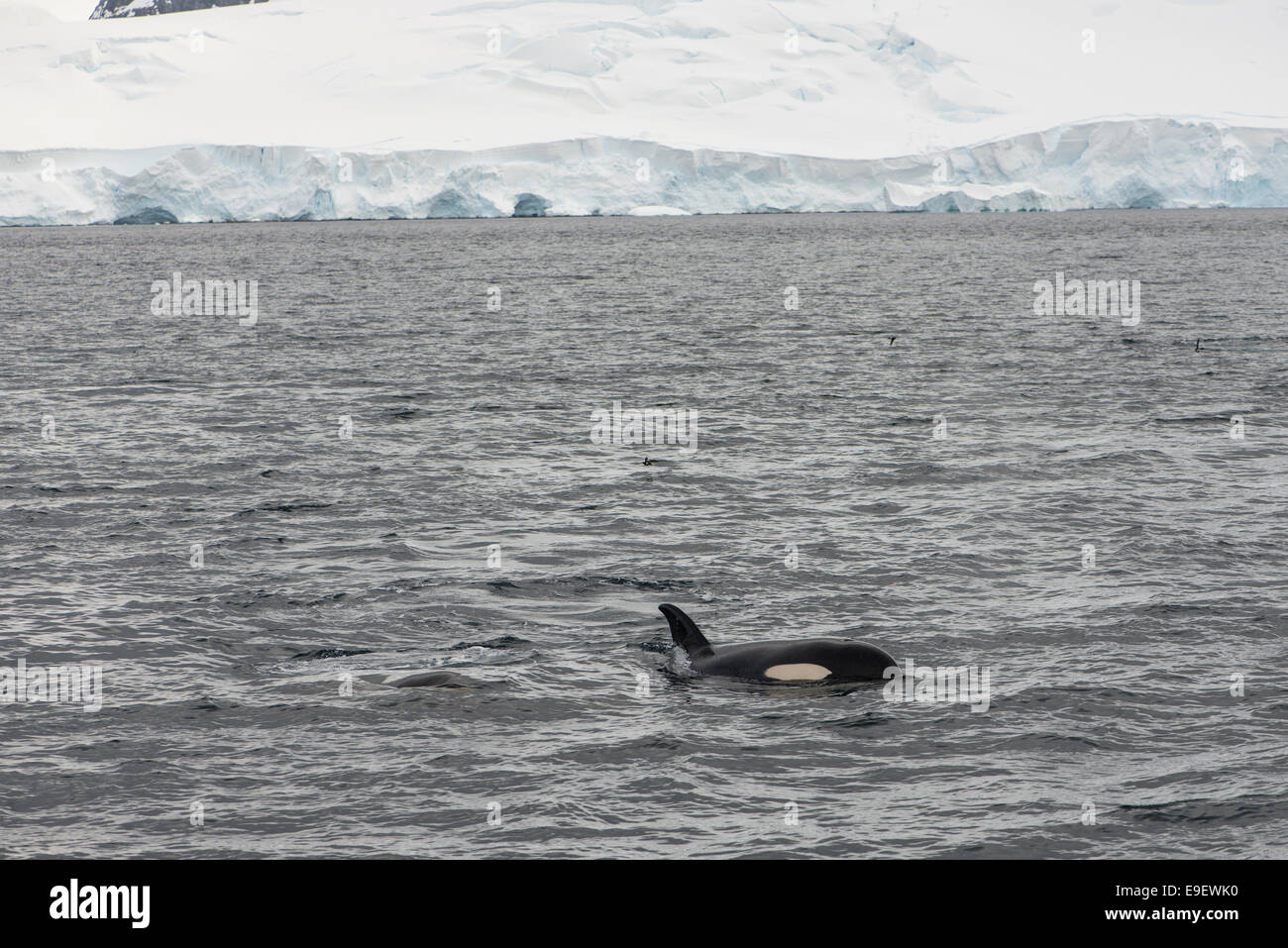 Killer Whale, la Antártida Foto de stock