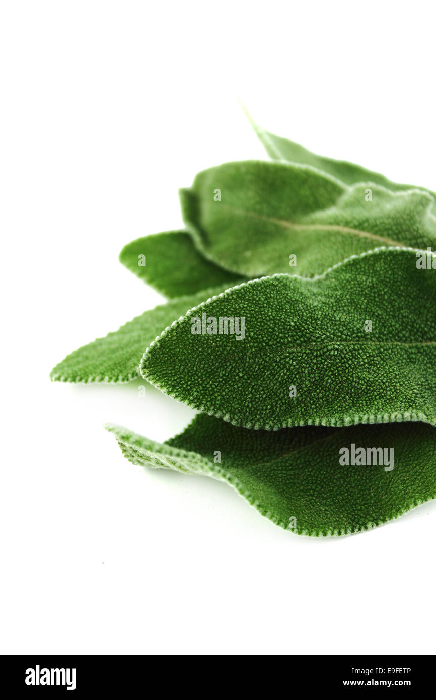 Las hojas de salvia fresca Foto de stock