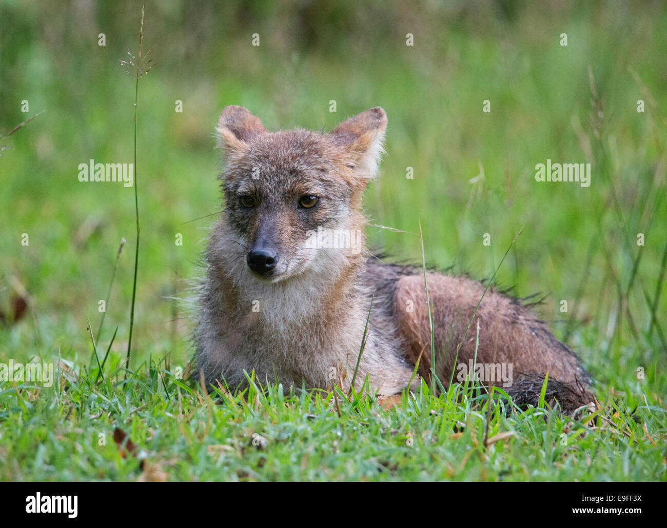 Siameses cruesemanni Chacal (Canis aureus), una subespecie de Golden Jackal, Huai Kha Khaeng Santuario de Vida Silvestre, Tailandia Foto de stock