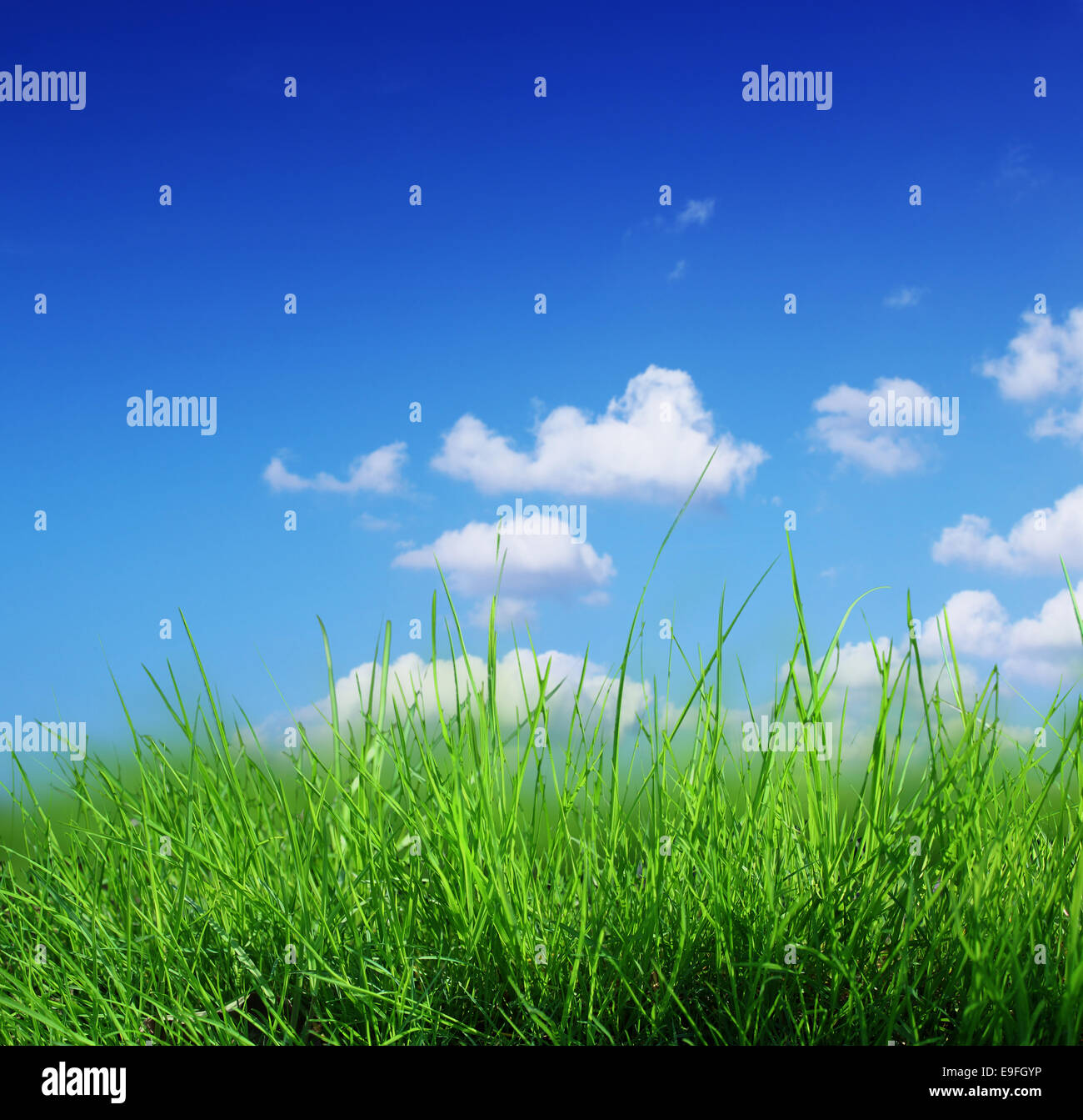 El top 48 fondo de pasto - Abzlocal.mx