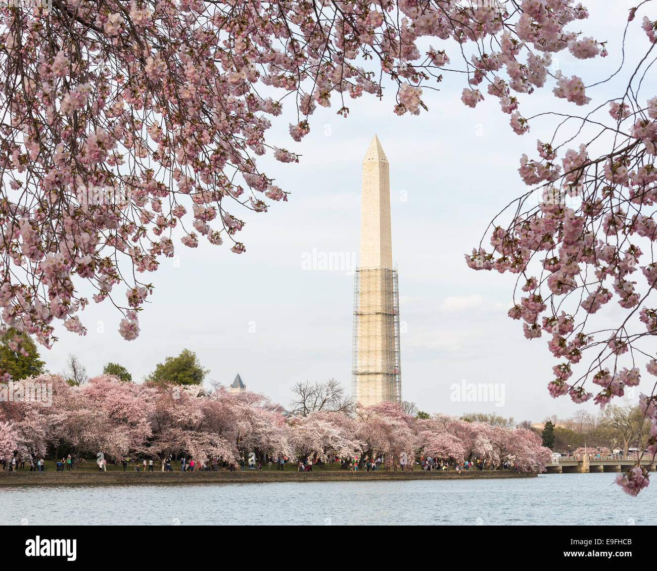 Los Cerezos en flor y el Monumento Washington Foto de stock