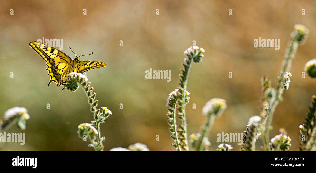 Swallowtail amarillo común (Papilio machaon) butterfly visto desde abajo, con sus alas extendidas. Esta especie, conocida también como t Foto de stock