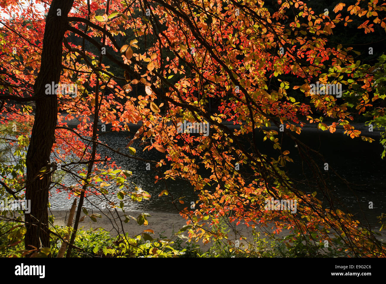 Colores de otoño en Walden Pond Concord MA Massachusetts EE.UU. Foto de stock