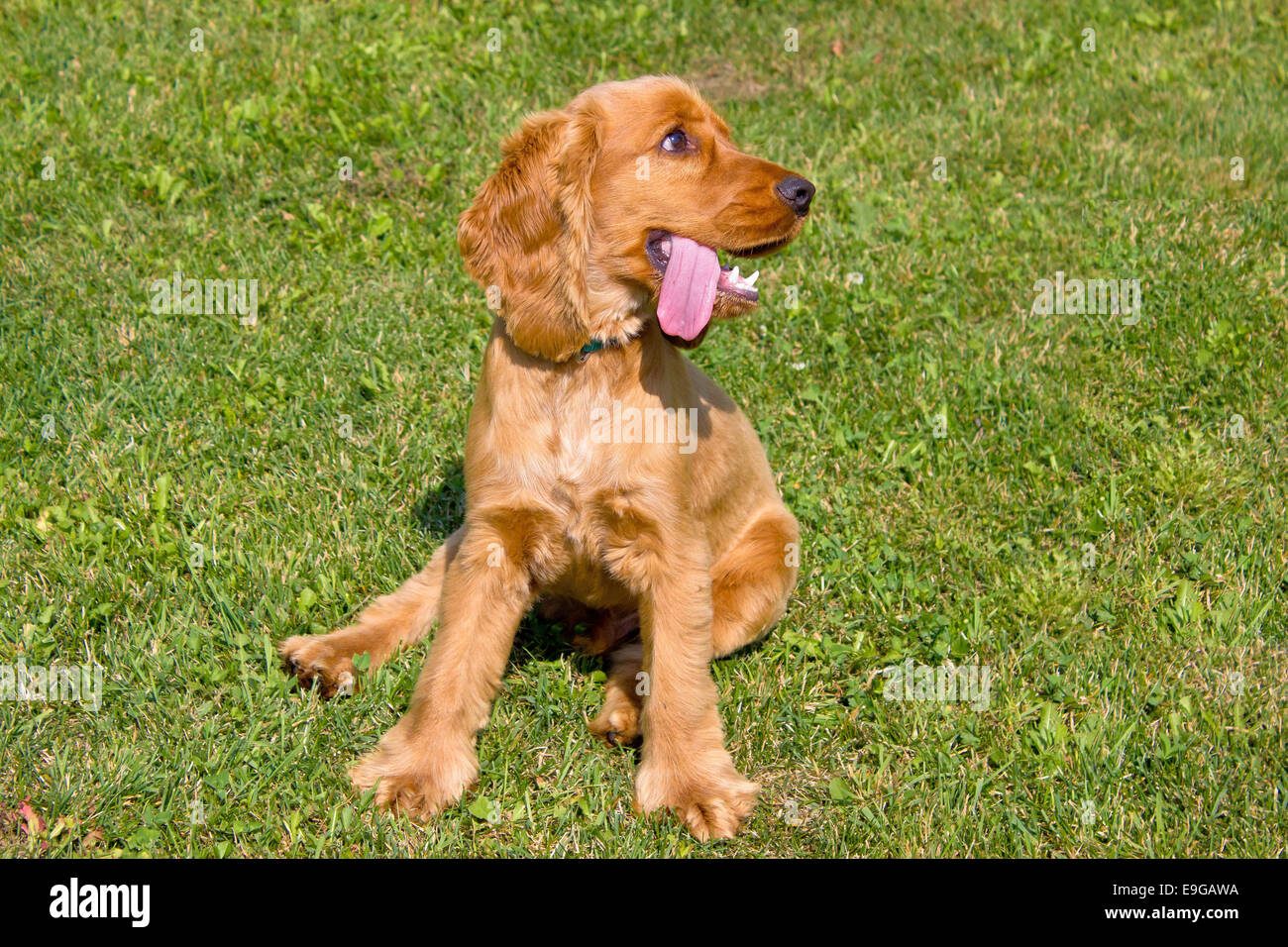 son raros los cocker spaniel rojos