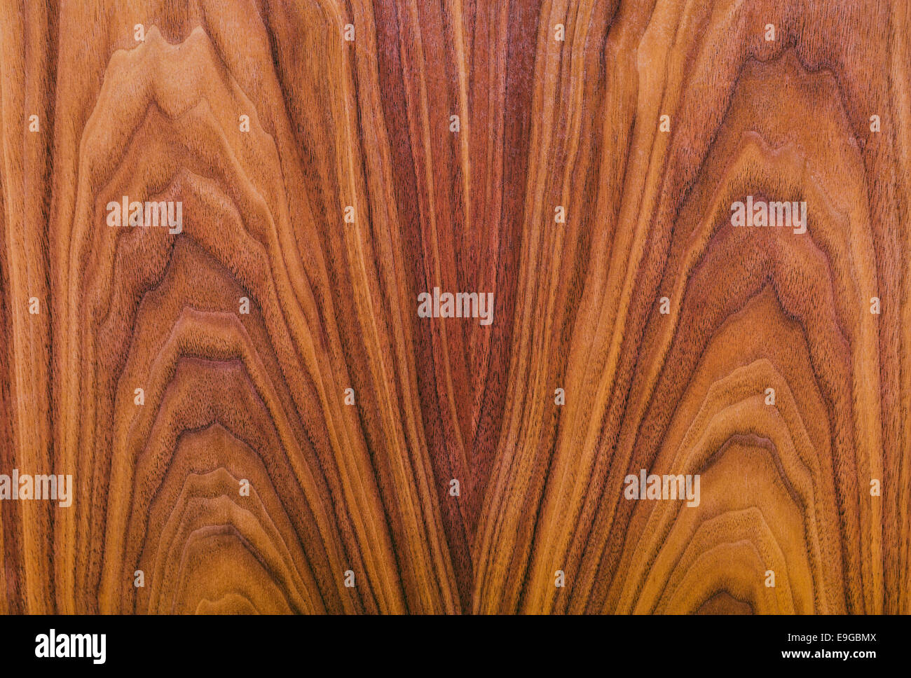 Textura de madera natural de nogal americano como fondo Fotografía de