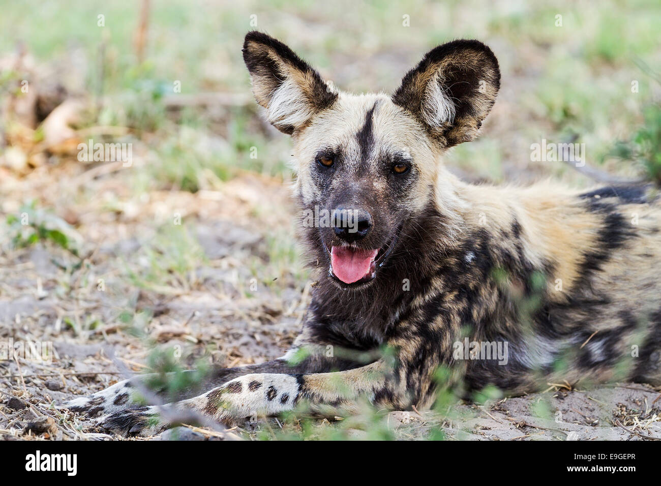 Perro salvaje africano (Lycaon pictus) descansando en la sombra tras la caza Foto de stock