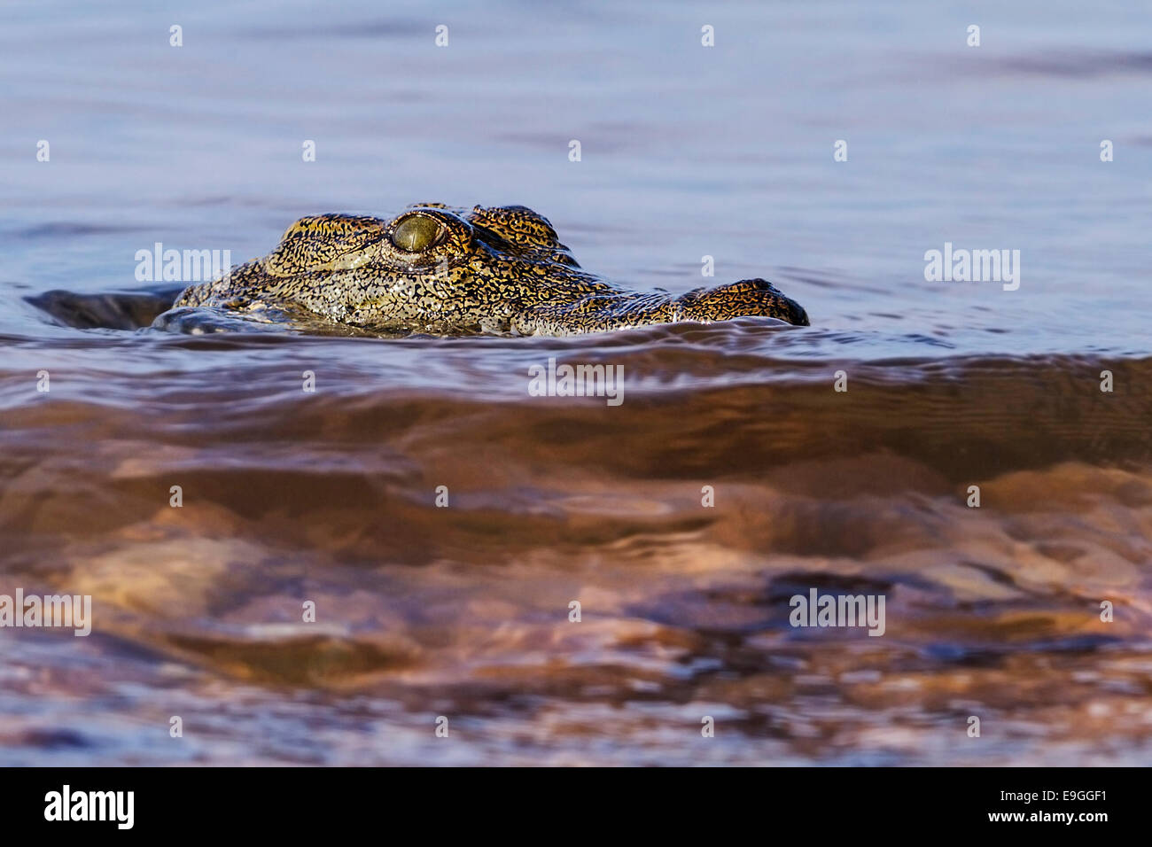 Close-up de cocodrilo del Nilo (Crocodylus niloticus) Foto de stock