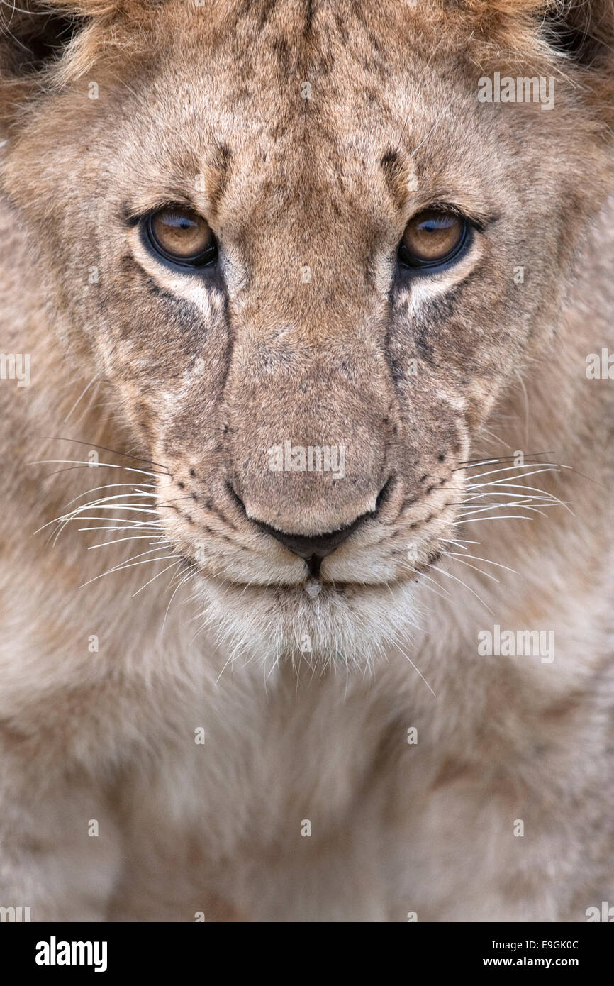 Cachorro de león, Panthera leo, reserva privada de Kwandwe, Eastern Cape, Sudáfrica Foto de stock