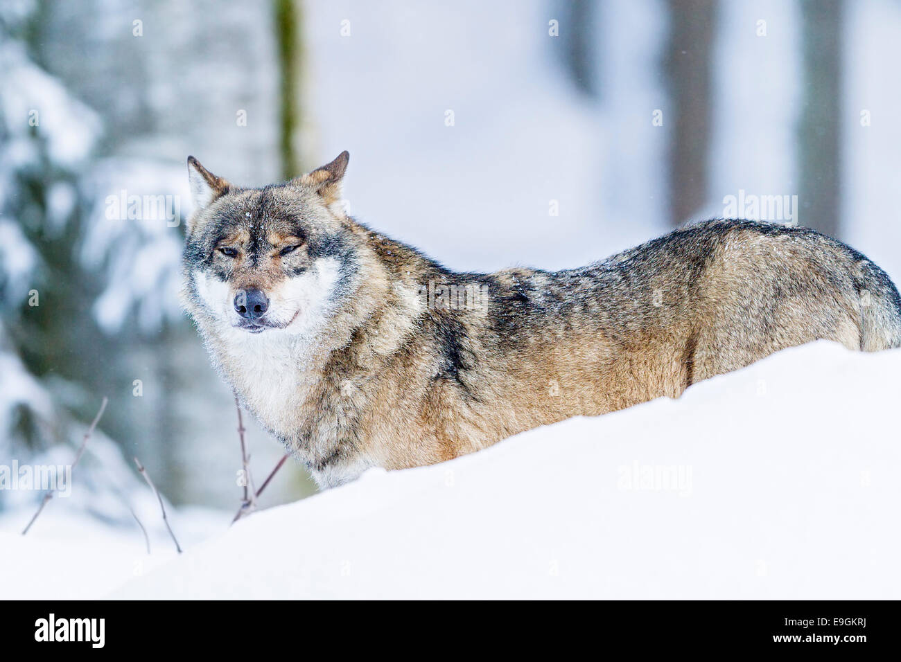 Gris cautivo el lobo (Canis lupus) macho alfa en la nieve. Foto de stock