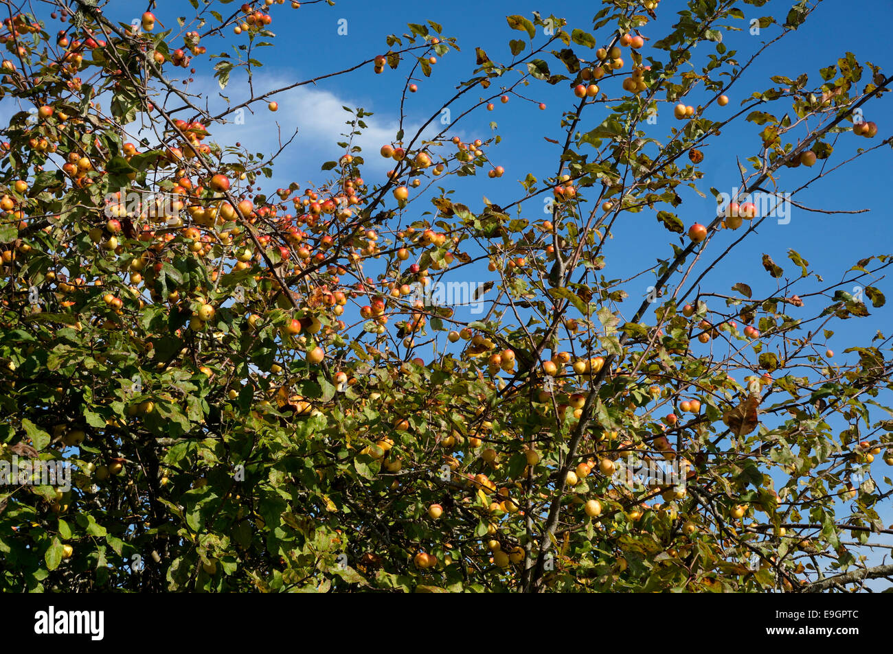 Pacífico o árbol de Manzana Malus fusca, George C. Reifel Santuario de Aves Migratorias, Delta, BC, Canadá Foto de stock