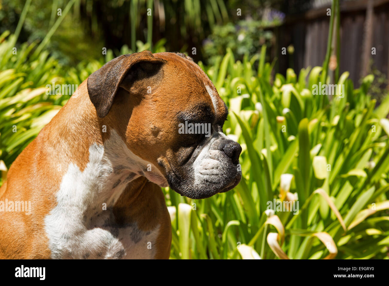 Alemán, Deutscher Boxer Boxer Molosser, Boxer, raza del perro, perro de raza, ciudad en Novato, California, Marin County, Estados Unidos Foto de stock