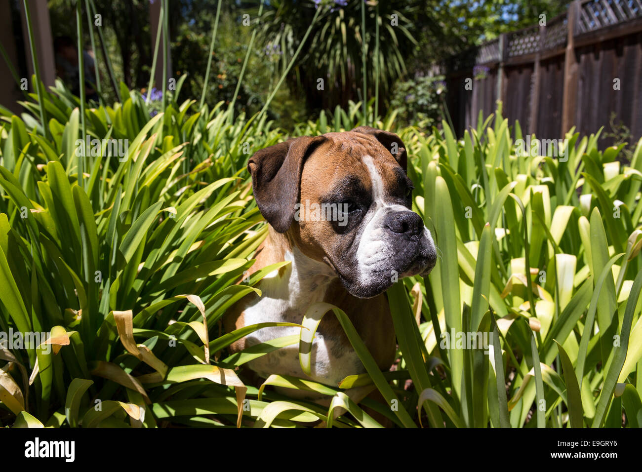 Alemán, Deutscher Boxer Boxer Molosser, Boxer, raza del perro, perro de raza, ciudad en Novato, California, Marin County, Estados Unidos Foto de stock