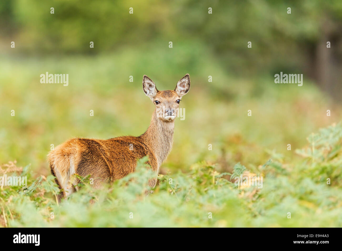 Ciervo rojo (Cervus elaphus) hind durante la rutina anual Foto de stock