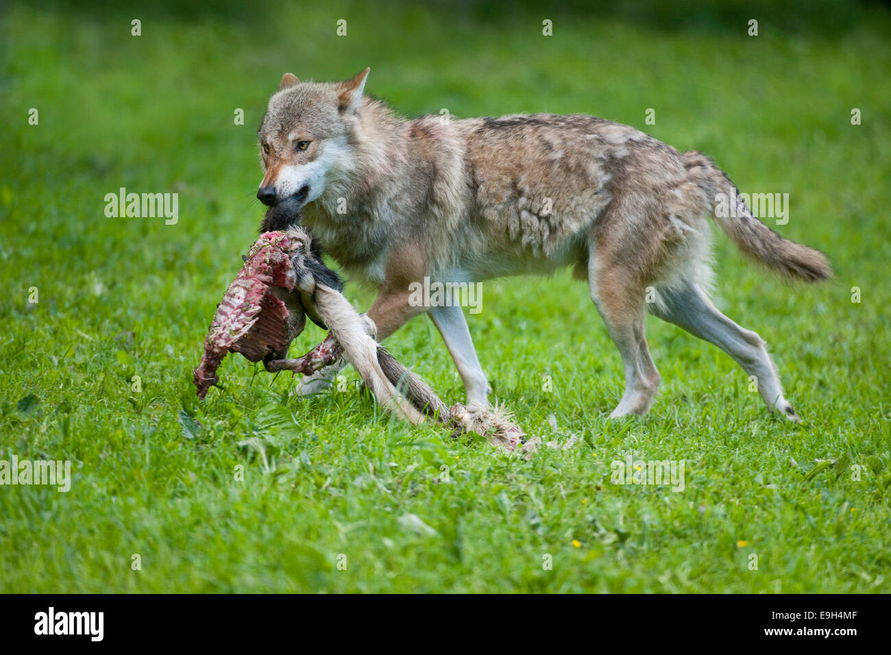El lobo (Canis lupus) con la presa, cautiva, Hesse, Alemania Foto de stock